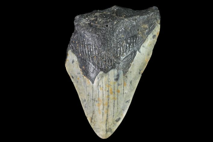 Partial, Megalodon Tooth - North Carolina #91685
